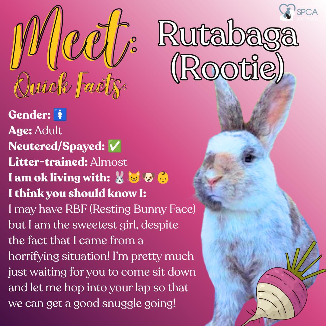 Rutabaga (Rootie), a ADOPTABLE Bunny Rabbit in Fulton, NY image 1/4