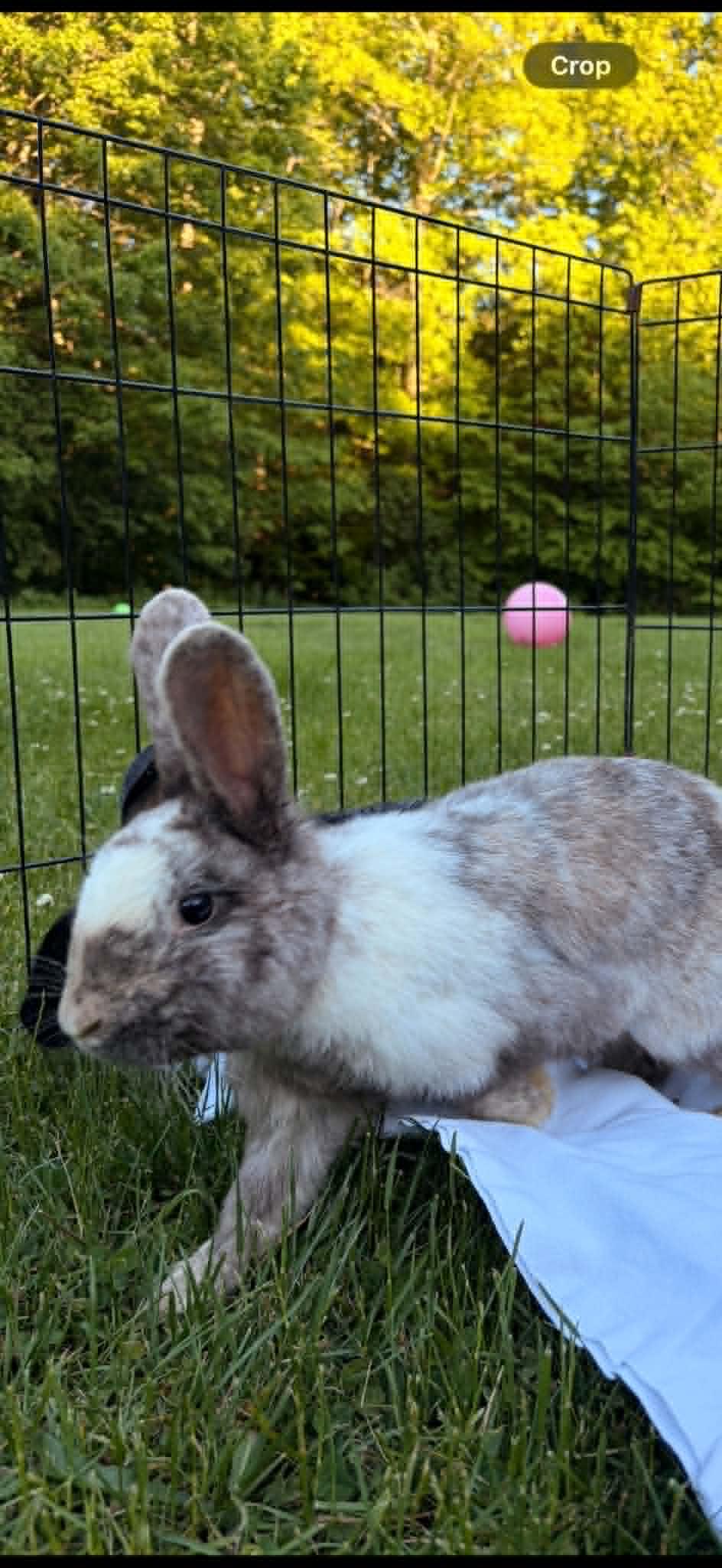 Rutabaga (Rootie), a ADOPTABLE Bunny Rabbit in Fulton, NY image 4/4