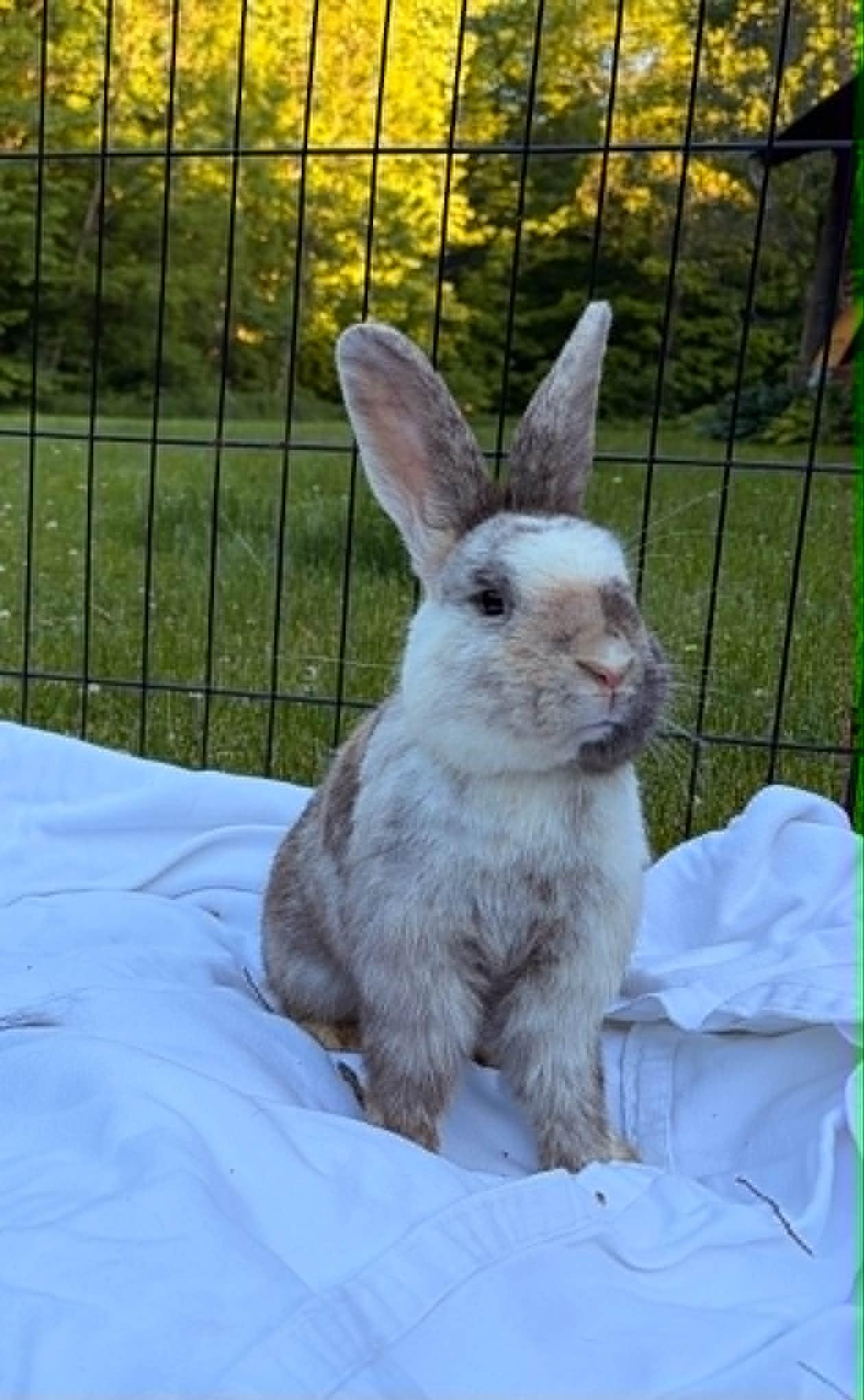 Rutabaga (Rootie), a ADOPTABLE Bunny Rabbit in Fulton, NY image 3/4
