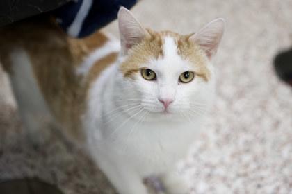 Max, Adoptable, Young Male Domestic Short Hair & Domestic Short Hair.