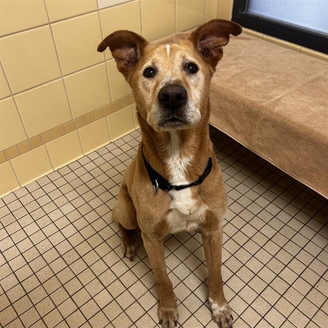 Enlarge KODAK, a Adoptable mixed breed in Denver, CO image 1/1