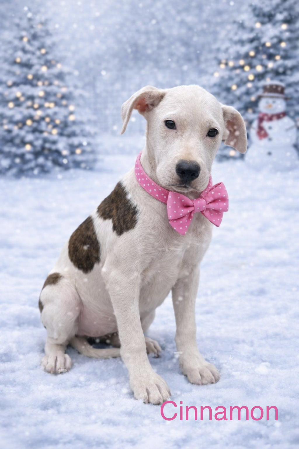 Enlarge Cinnamon, a ADOPTABLE mixed breed in Toms River, NJ image 1/1