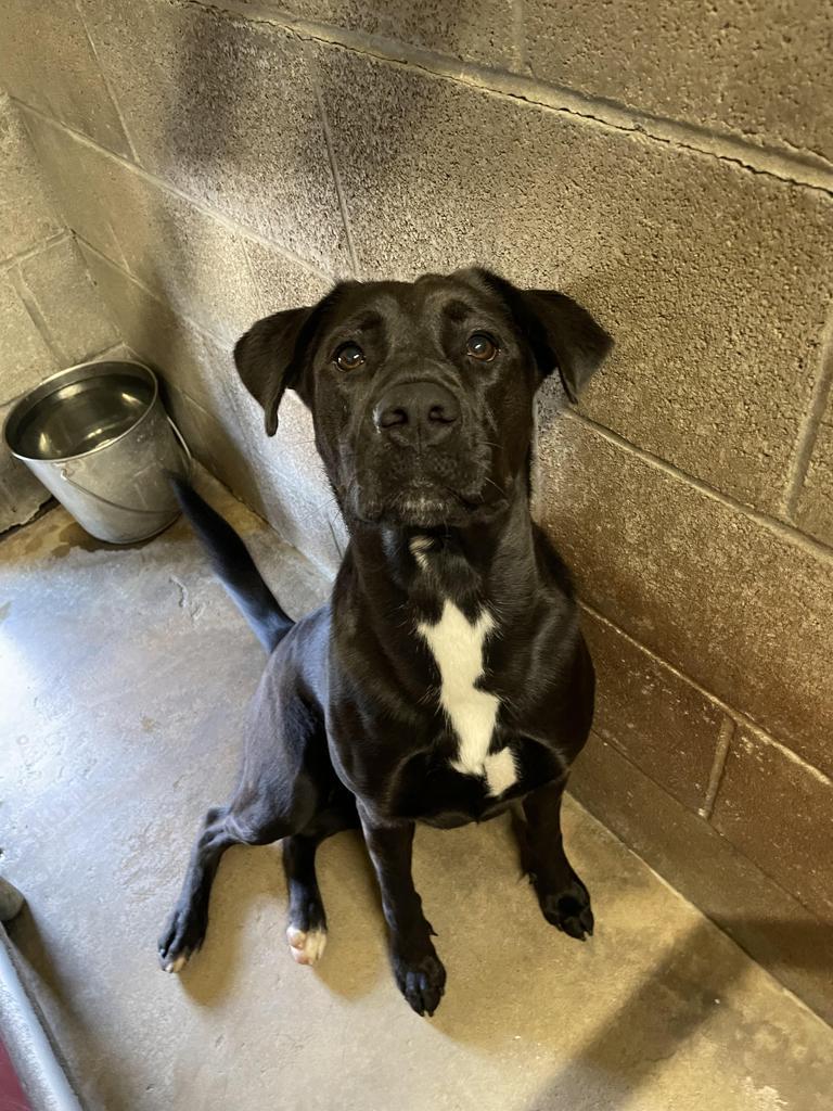 Marie, Adoptable, Young Female Labrador Retriever & Mixed Breed.