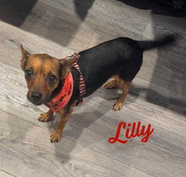 Enlarge Lilly #cuddly-lapdog, a Adopted Chihuahua in Houston, TX image 1/1
