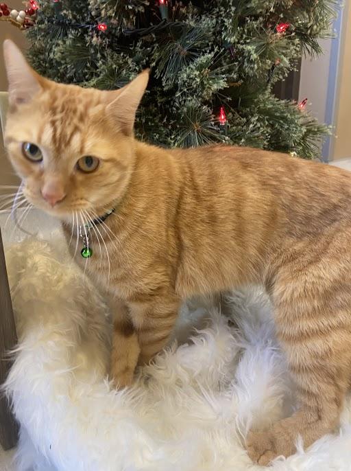 Spitfire, adopted, Adult Male Domestic Short Hair.