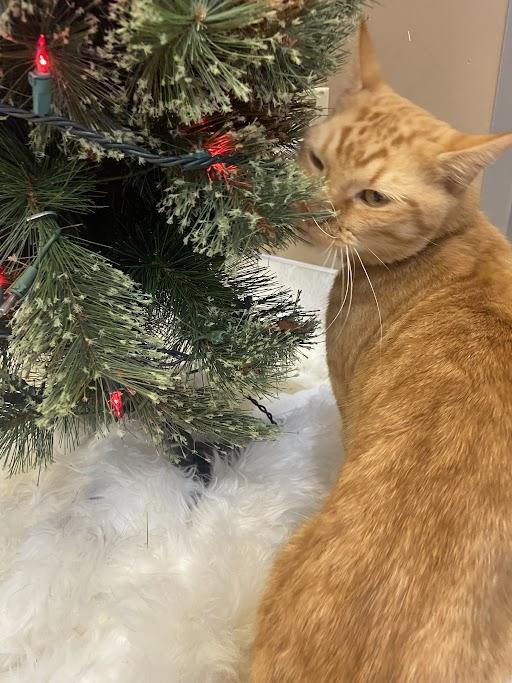 Enlarge Spitfire, an adopted Domestic Short Hair in Germantown, TN image 2/2