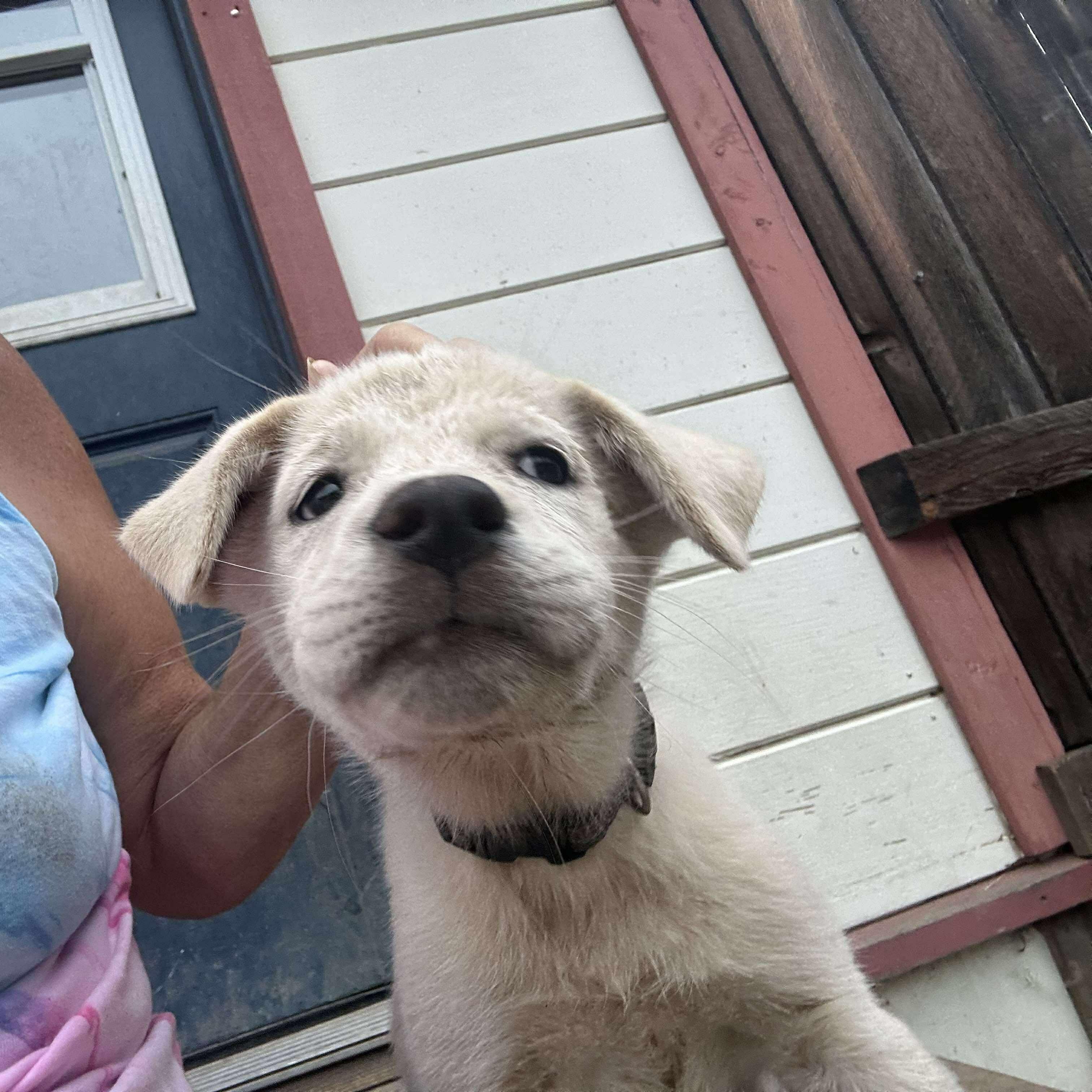 Enlarge Artica, a Adopted mixed breed in Hoopa, CA image 1/3