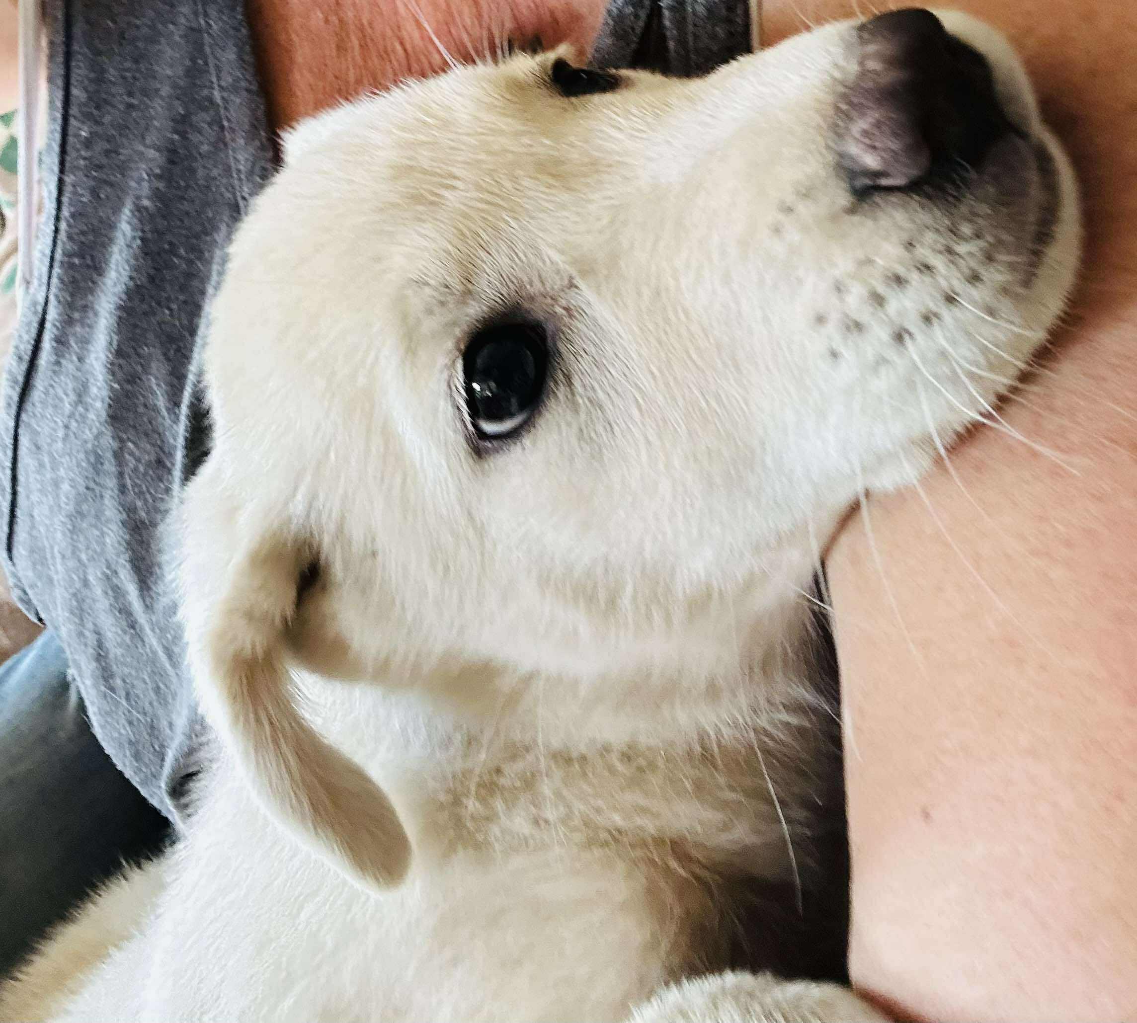 Enlarge Artica, a Adopted mixed breed in Hoopa, CA image 2/3