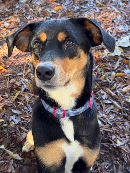 Enlarge Bentley, a Adoptable mixed breed in Cumming, GA image 1/2