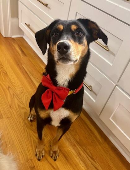 Enlarge Bentley, a Adoptable mixed breed in Cumming, GA image 2/2