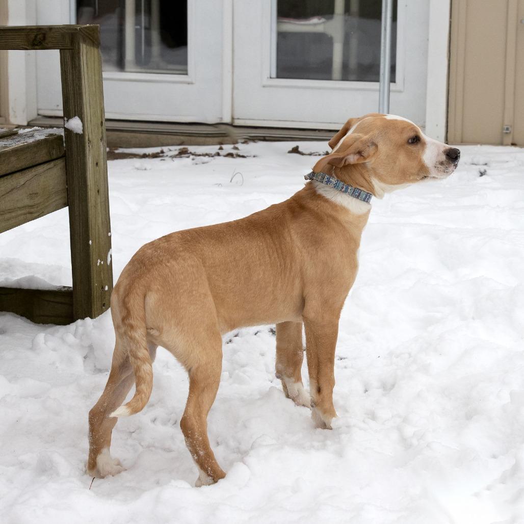 Tater Tot thumbnail 2