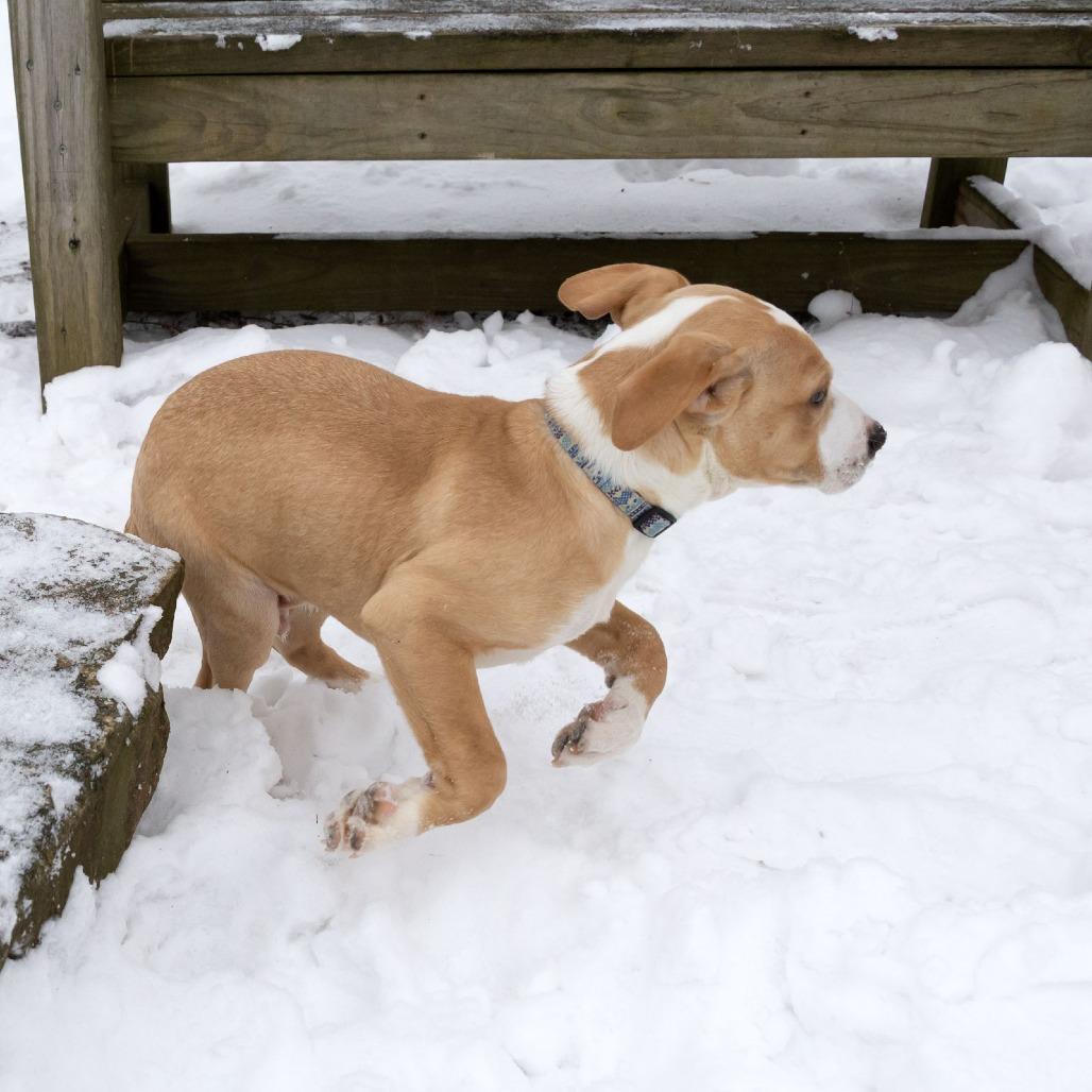 Tater Tot thumbnail 3