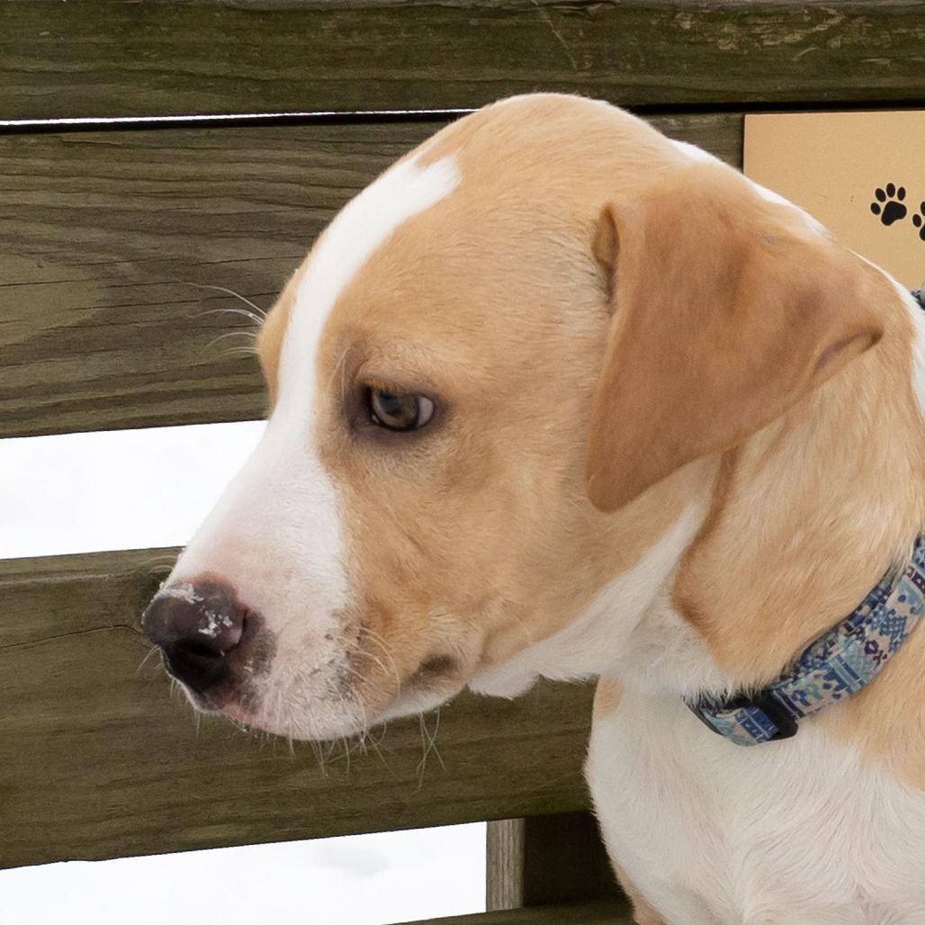 Tater Tot thumbnail 6