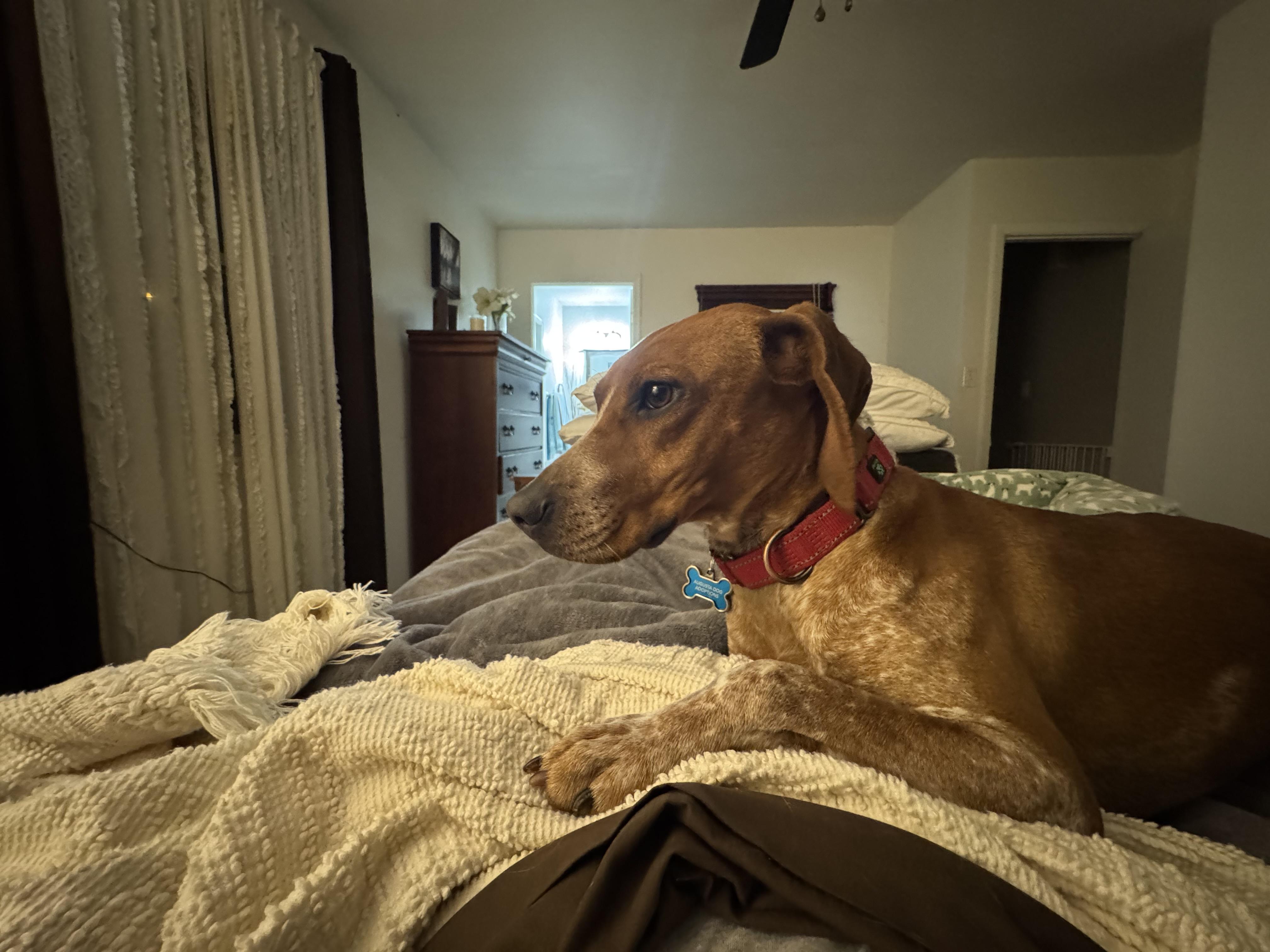 Enlarge Annie, a ADOPTABLE Hound in Stuarts Draft, VA image 2/5