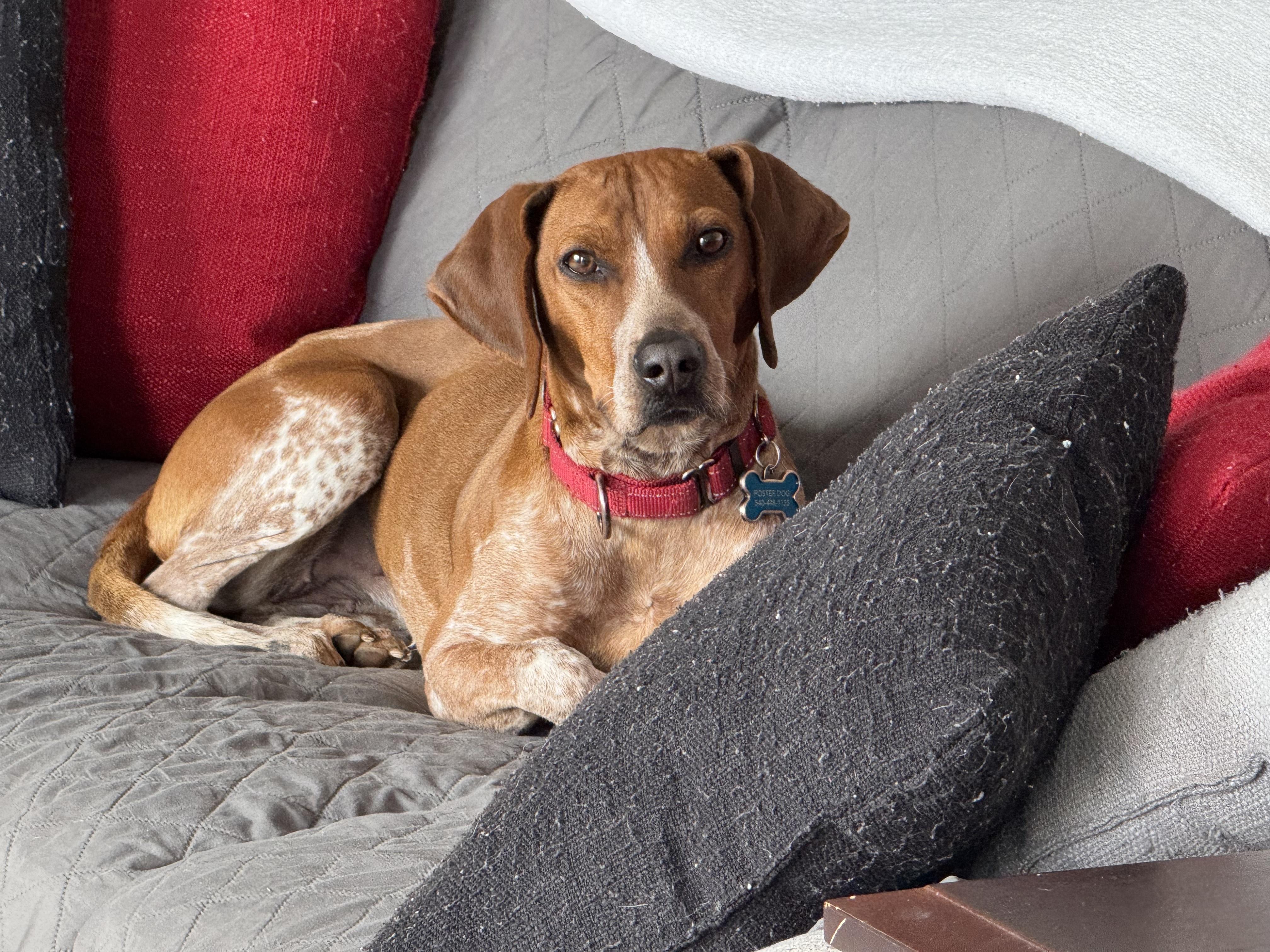 Enlarge Annie, a ADOPTABLE Hound in Stuarts Draft, VA image 1/5