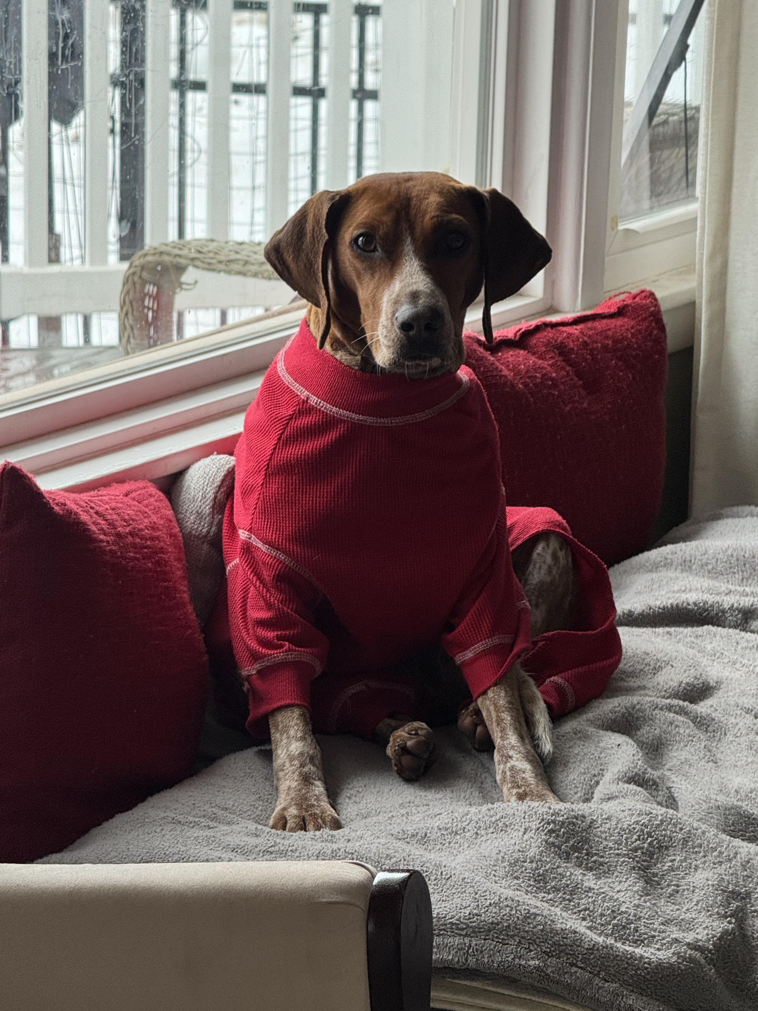 Enlarge Annie, a ADOPTABLE Hound in Stuarts Draft, VA image 5/5