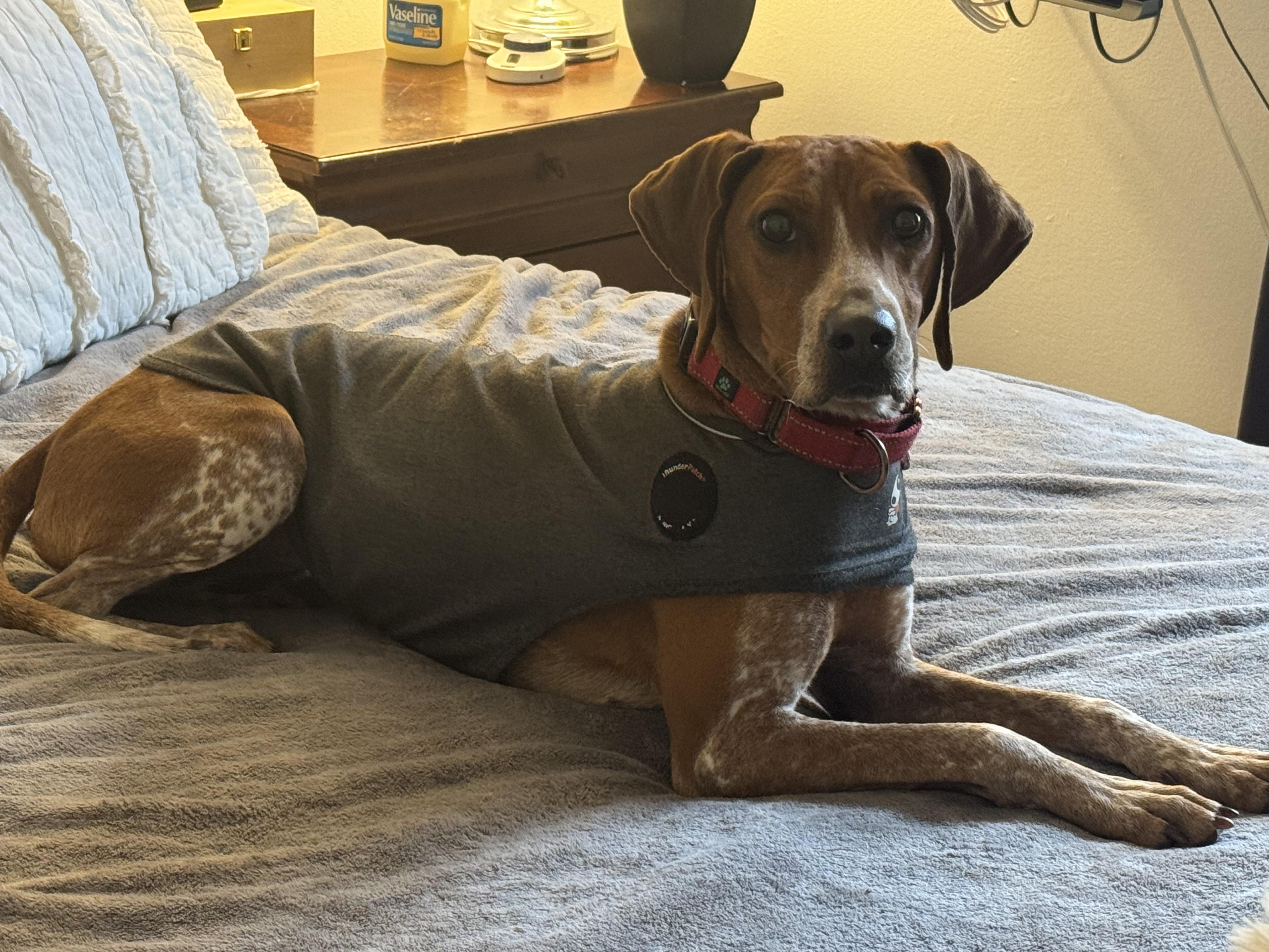 Enlarge Annie, a ADOPTABLE Hound in Stuarts Draft, VA image 3/5