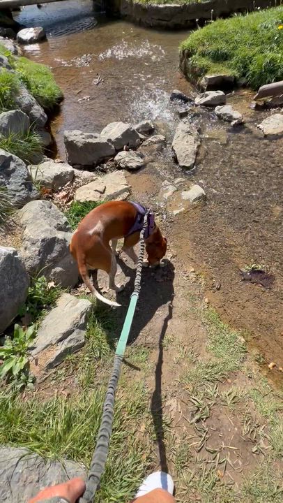 Enlarge Annie, a ADOPTABLE mixed breed in Stuarts Draft, VA video 6/6