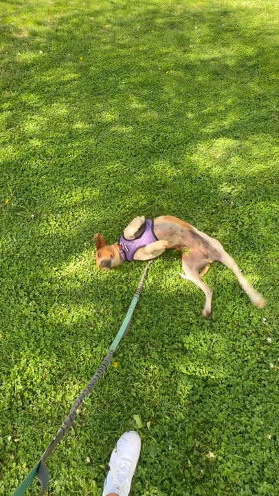 Enlarge Annie, a ADOPTABLE mixed breed in Stuarts Draft, VA video 5/6