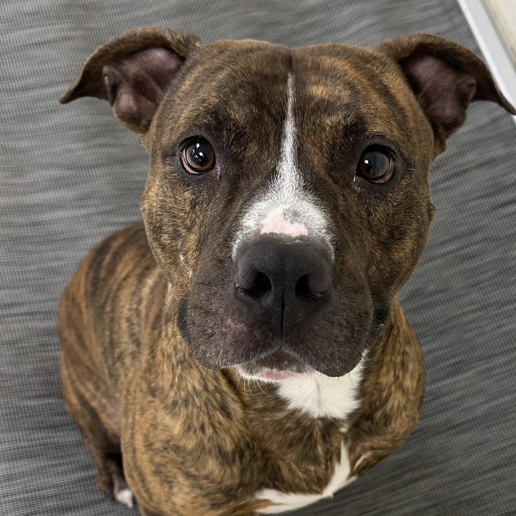 Flex, Adoptable, Adult Male Pit Bull Terrier.