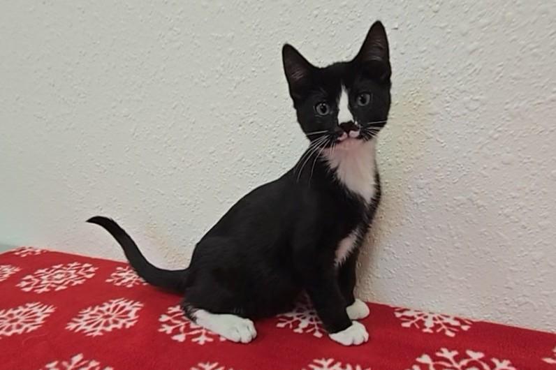 Enlarge Ruzek, a ADOPTABLE Domestic Short Hair in Red Wing, MN image 3/4