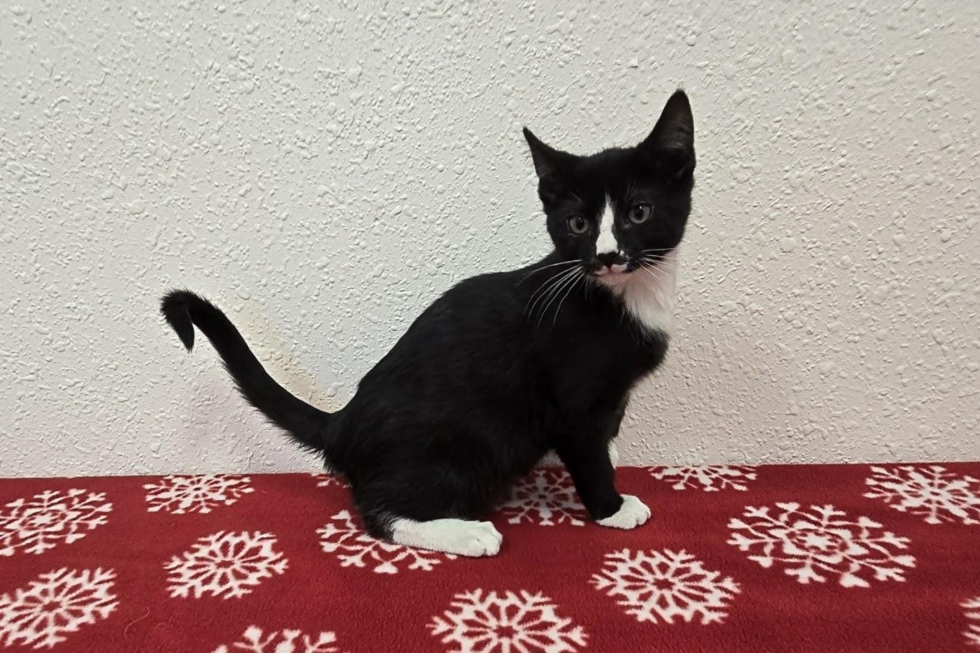 Enlarge Ruzek, a ADOPTABLE Domestic Short Hair in Red Wing, MN image 1/4