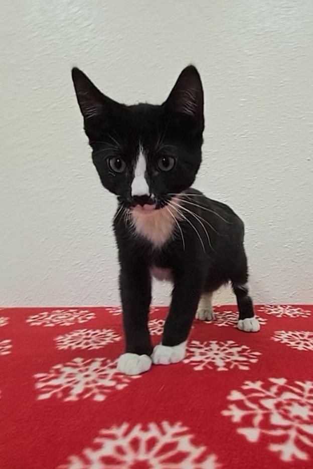 Enlarge Ruzek, a ADOPTABLE Domestic Short Hair in Red Wing, MN image 4/4