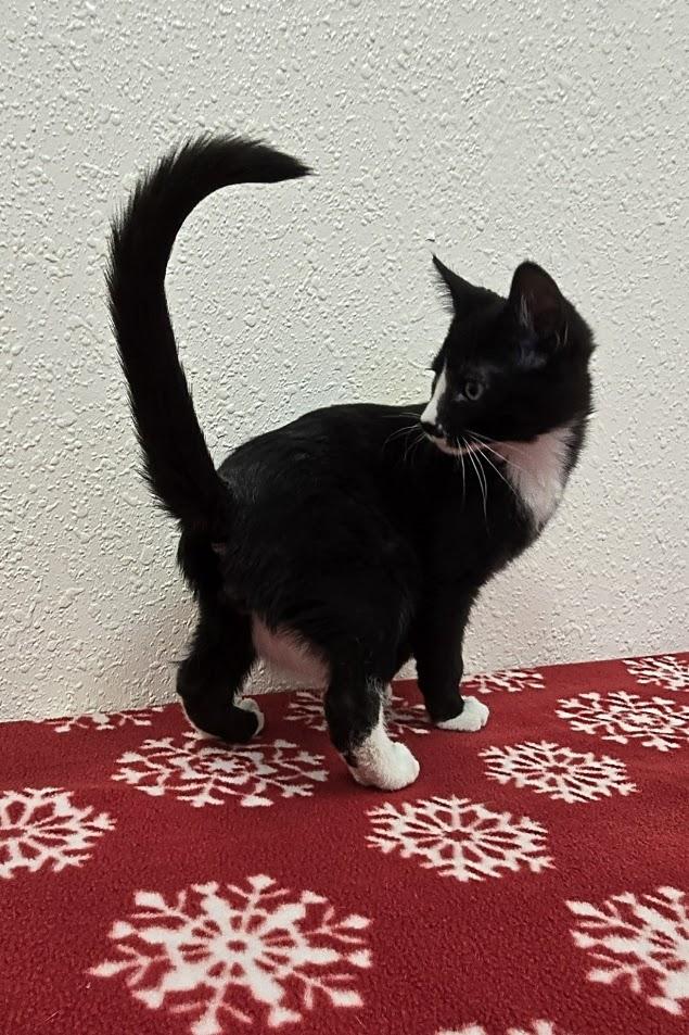 Enlarge Ruzek, a ADOPTABLE Domestic Short Hair in Red Wing, MN image 2/4