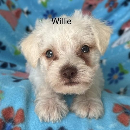 Enlarge Willie, a ADOPTABLE mixed breed in Santa Rosa, CA image 3/3