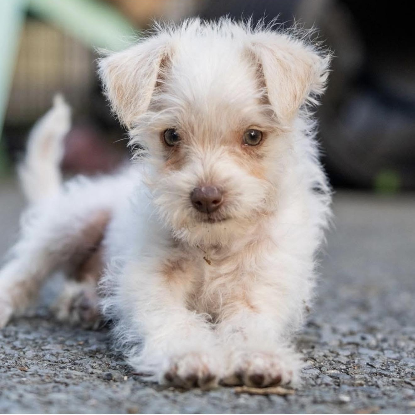 Enlarge Willie, a ADOPTABLE mixed breed in Santa Rosa, CA image 2/3