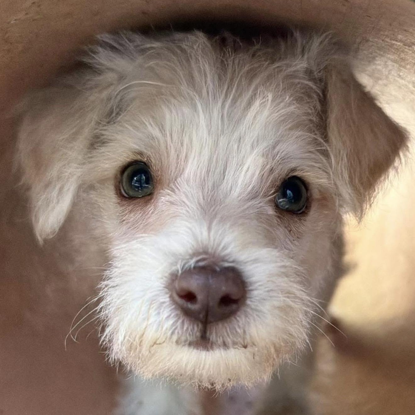 Willie, ADOPTABLE, Puppy Male Terrier.