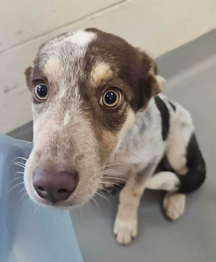 Loretta, Adopted, Puppy Female Australian Cattle Dog / Blue Heeler.