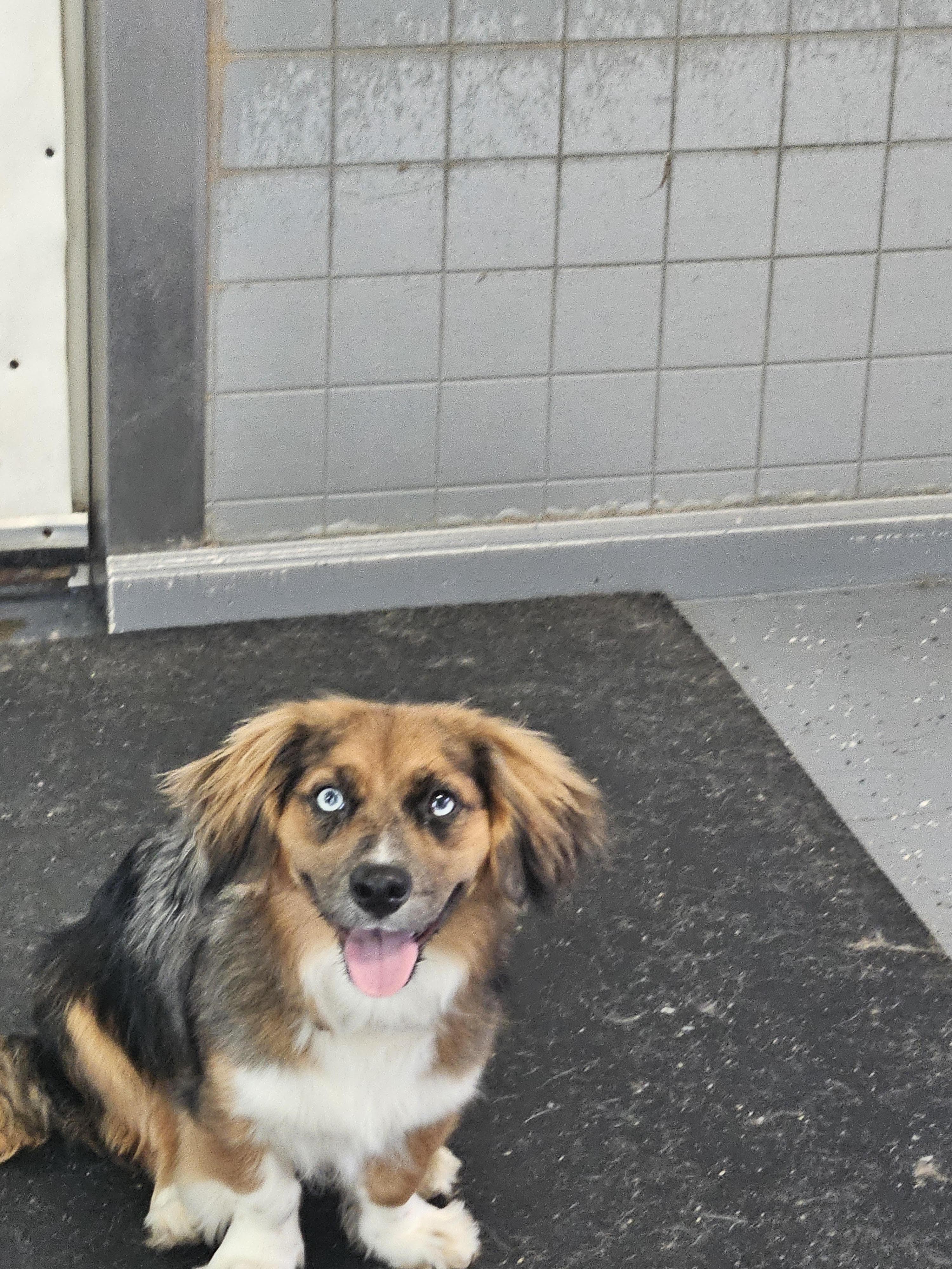 Skyler, Young Female Australian Shepherd