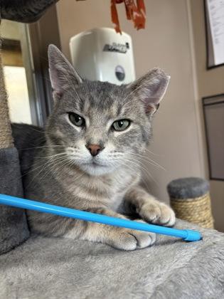 Finn, Adoptable, Adult Male Domestic Short Hair & Domestic Short Hair.