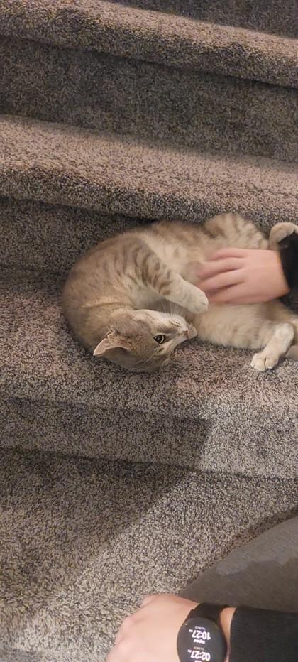 Enlarge Finn, a Adoptable mixed breed in Maumee, OH image 2/3