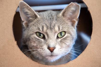 Enlarge Finn, a Adoptable mixed breed in Maumee, OH image 3/3