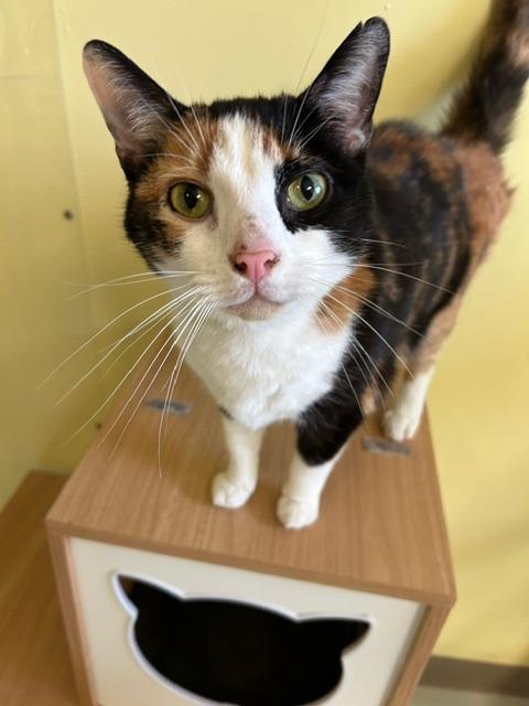 Olivia, Adoptable, Adult Female Domestic Short Hair.