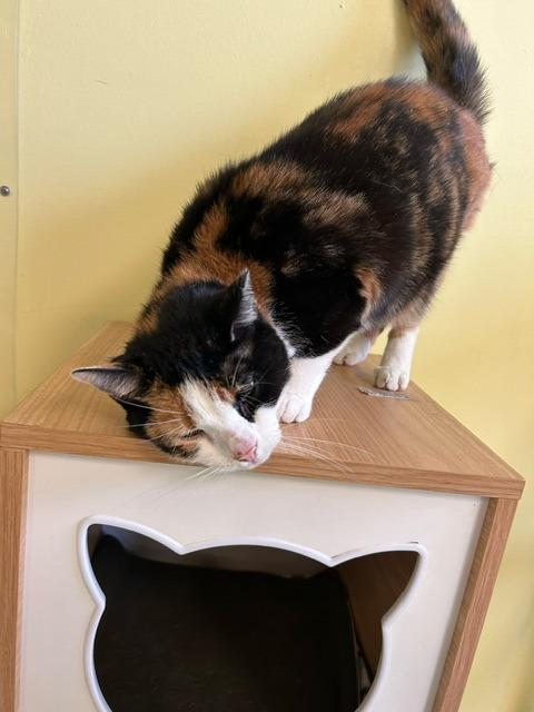 Olivia, Adoptable, Adult Female Domestic Short Hair.