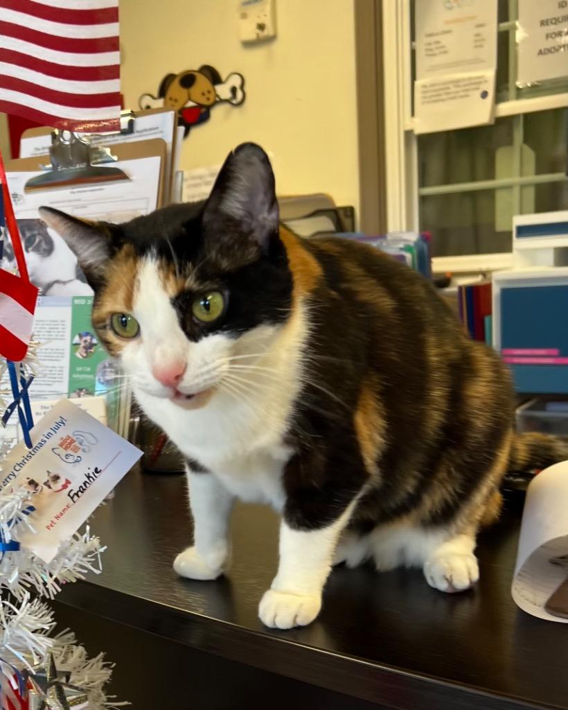 Enlarge Olivia, a Adoptable mixed breed in Blountville, TN image 2/6