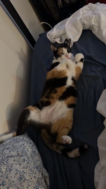 Enlarge Olivia, a Adoptable mixed breed in Blountville, TN image 3/6