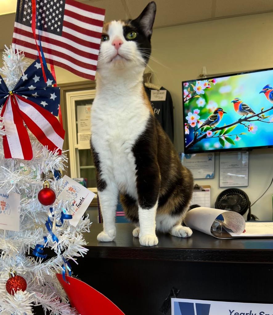 Olivia, a Adoptable mixed breed in Blountville, TN image 5/6