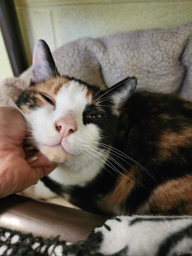 Olivia, a Adoptable mixed breed in Blountville, TN image 6/6