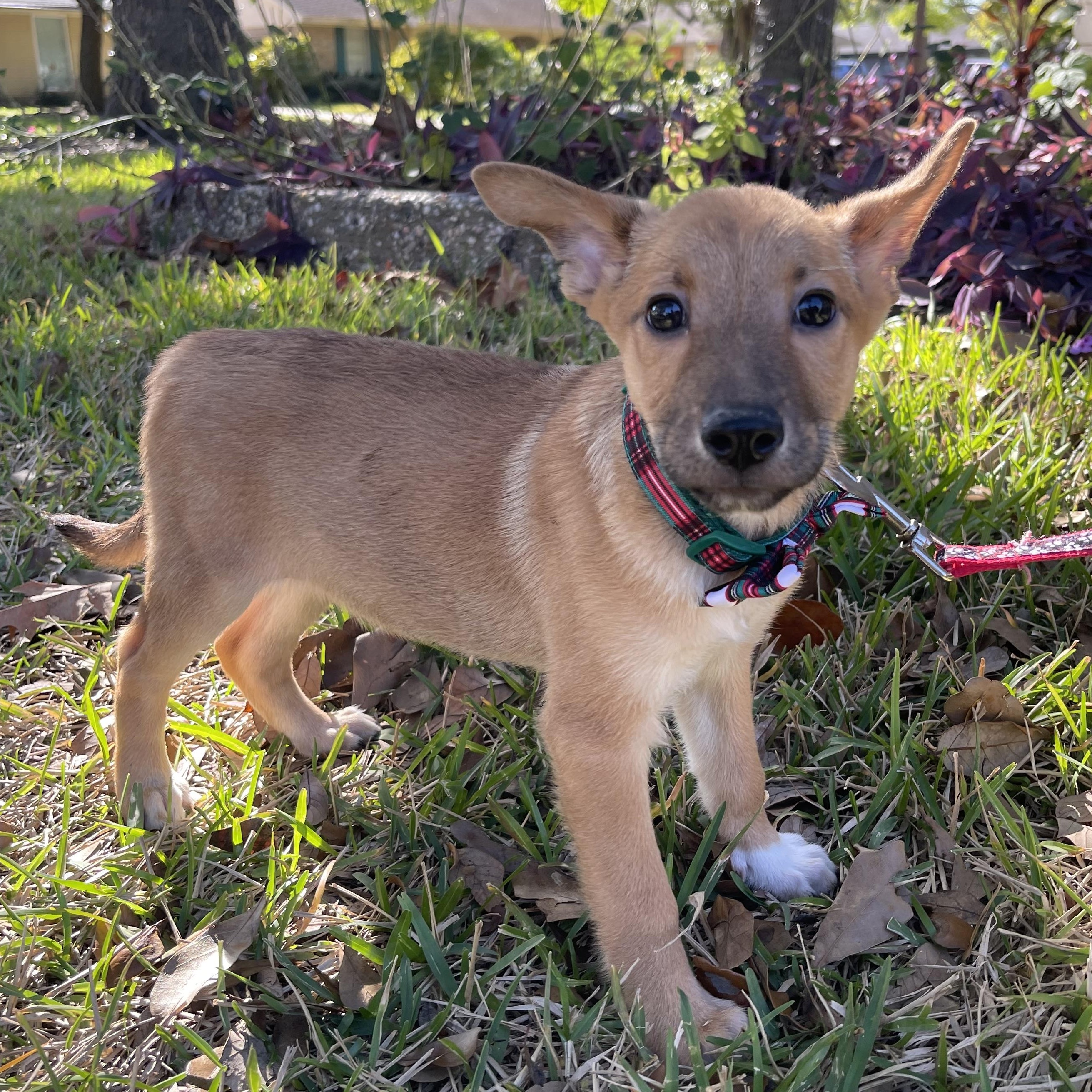Enlarge Snickers, a Adopted Belgian Shepherd / Malinois in Bellaire, TX image 4/6