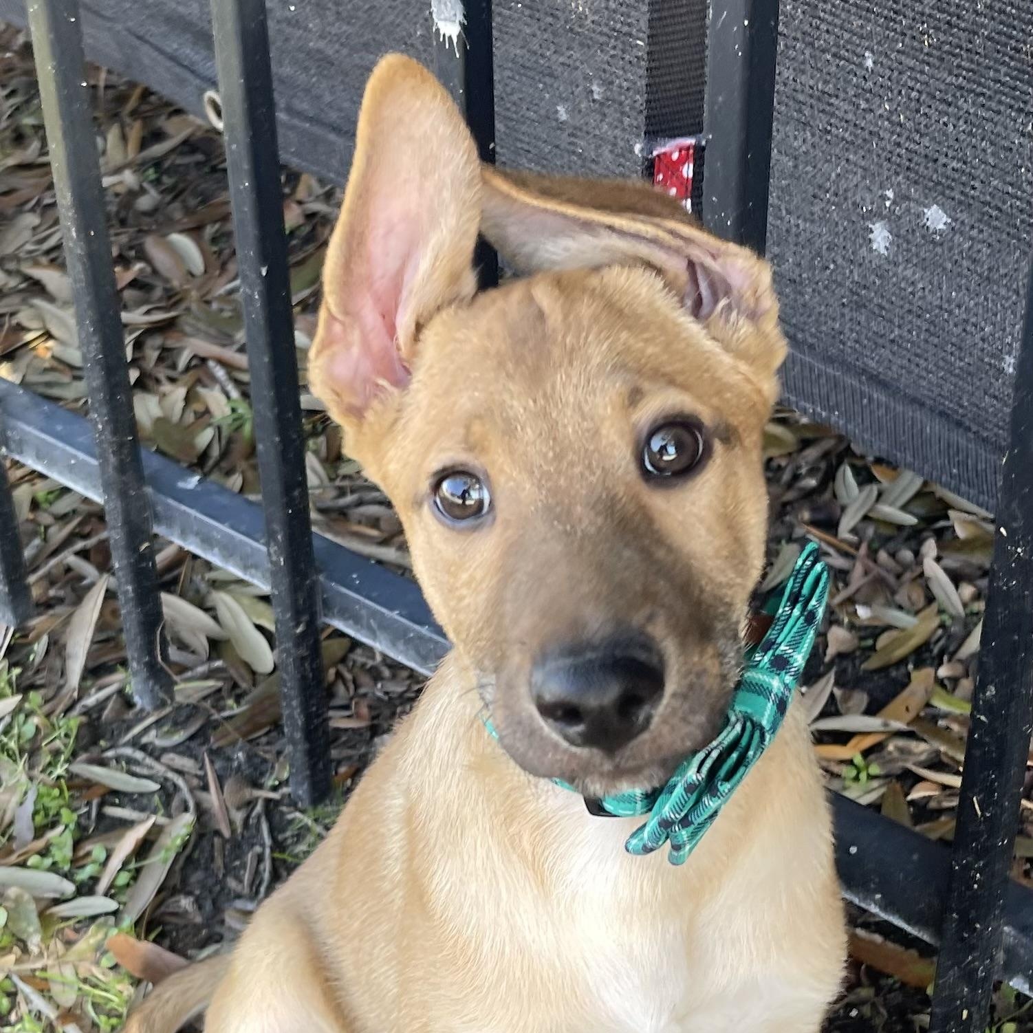 Enlarge Snickers, a Adopted Belgian Shepherd / Malinois in Bellaire, TX image 1/6