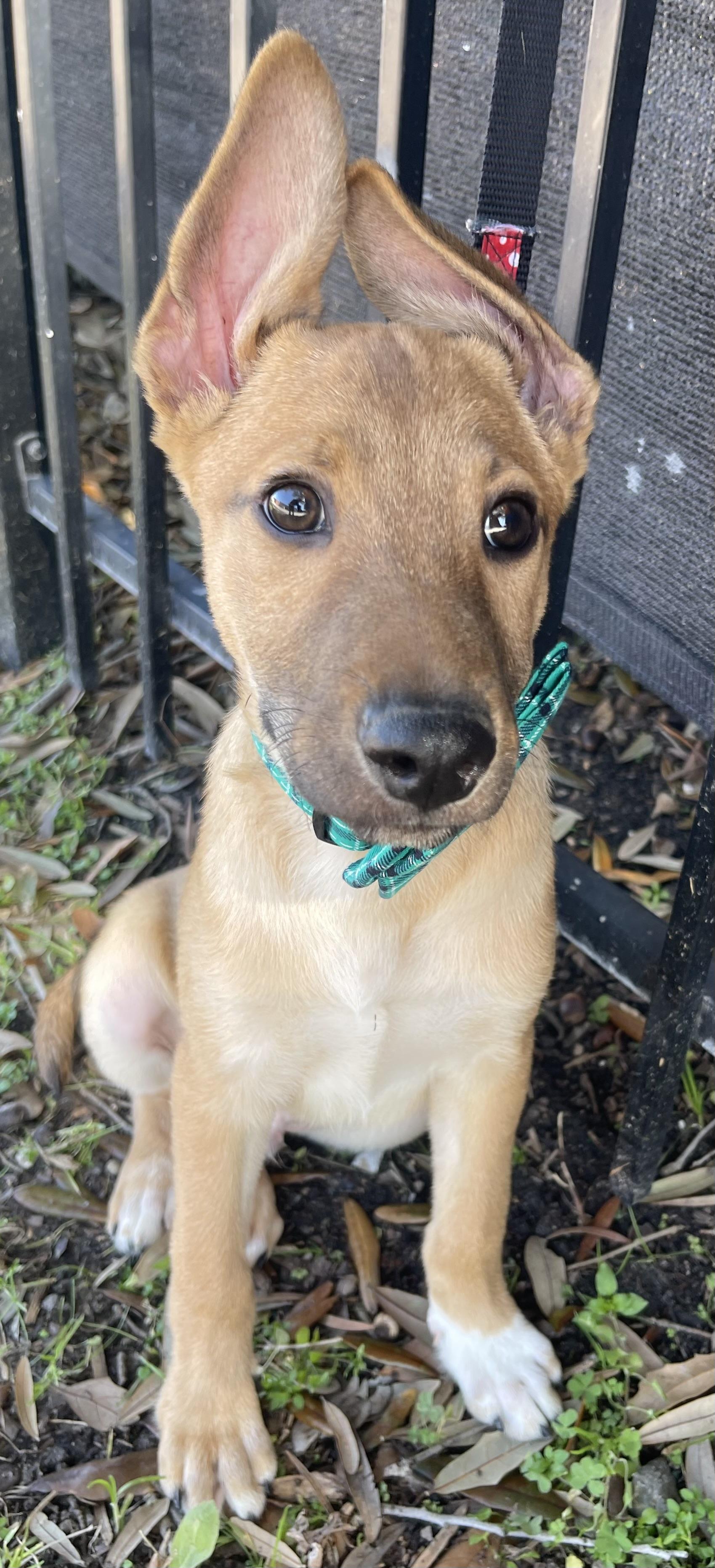 Enlarge Snickers, a Adopted Belgian Shepherd / Malinois in Bellaire, TX image 2/6