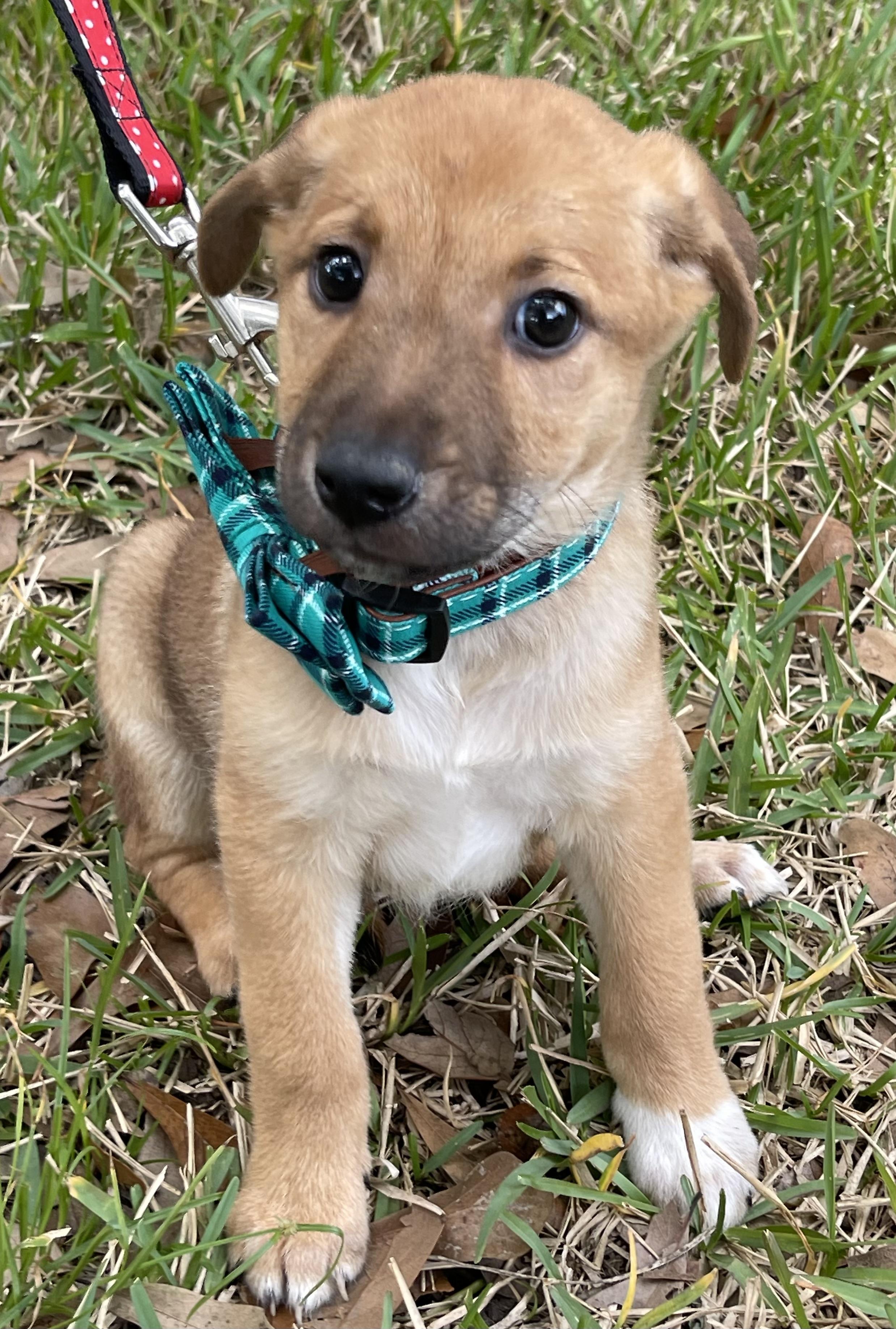 Enlarge Snickers, a Adopted Belgian Shepherd / Malinois in Bellaire, TX image 6/6