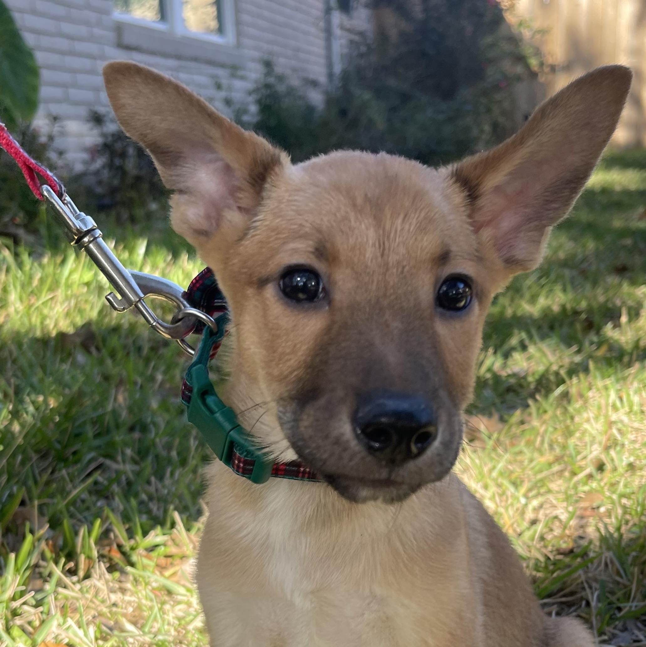 Enlarge Snickers, a Adopted Belgian Shepherd / Malinois in Bellaire, TX image 3/6