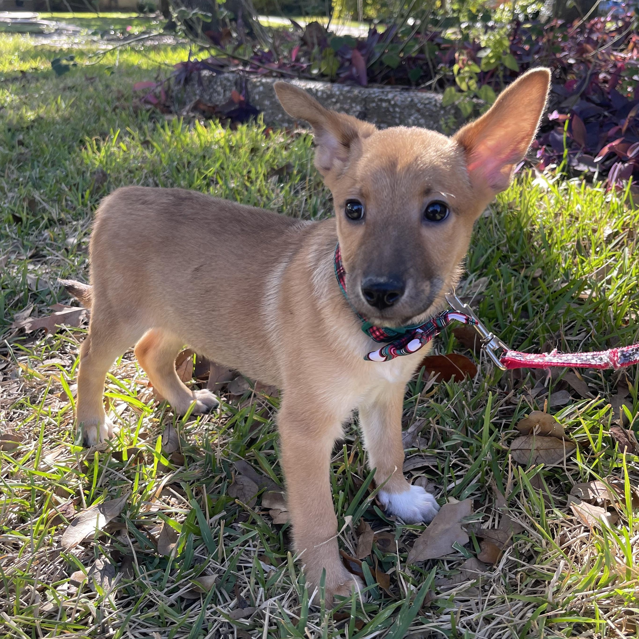 Enlarge Snickers, a Adopted Belgian Shepherd / Malinois in Bellaire, TX image 5/6
