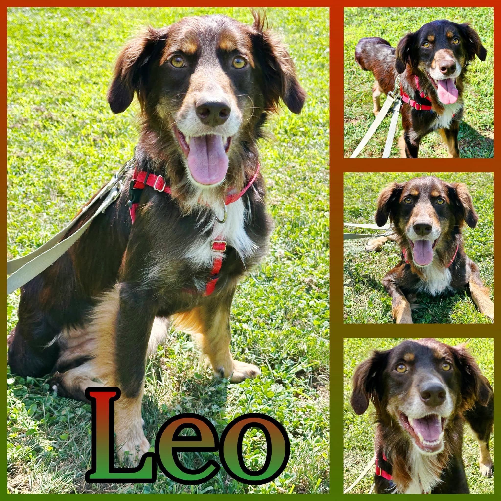 Leo, ADOPTABLE, Adult Male Australian Shepherd.