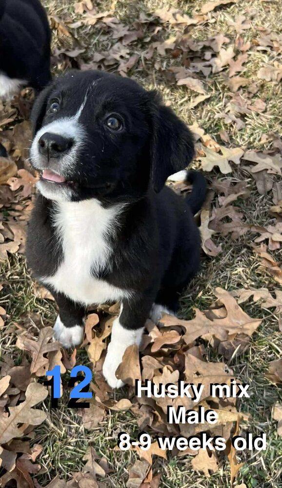 Enlarge Tarpon, a Adoptable mixed breed in New Baltimore, MI image 1/1